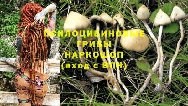 сатива Баксан